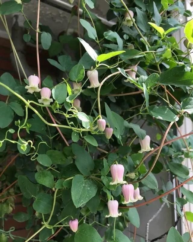  「球老师爱吃薄荷冰淇」封闭阳台养花，防盗窗有大用，1平米也能变花园！