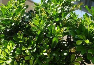 「植株」阳台米兰花养殖方法