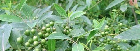  胡椒■山胡椒与木姜子有什么区别？