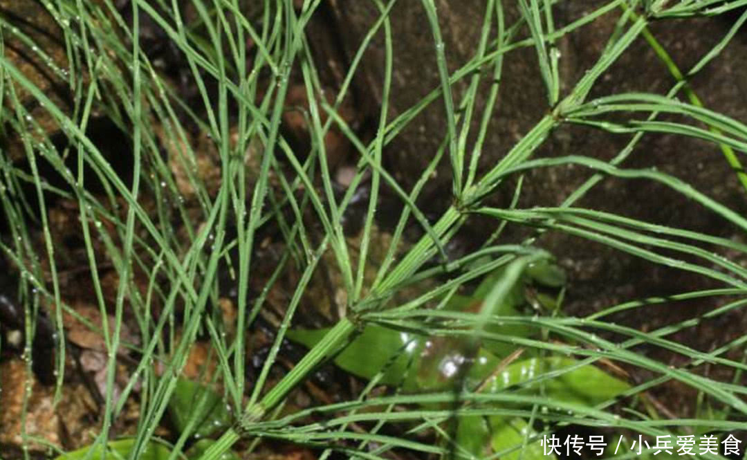 在田里发现这种野草，记得带回家，现在很珍贵，而且根能吸金