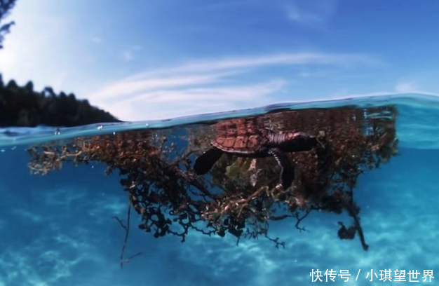世上最清澈的海:透明度达66米,很多船只进去了就出不来
