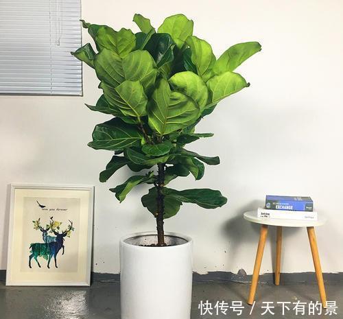 储水■客厅养花,聪明人选这4种,自带储水器,耐旱又大气,旺人又旺宅
