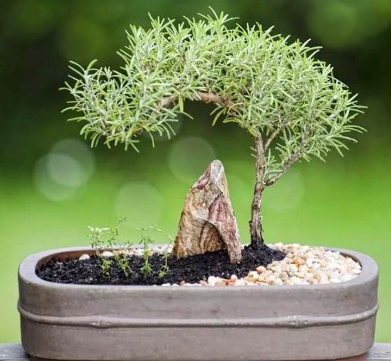 天然香料植物迷迭香，一不小心就养成了盆景，简直美爆了！