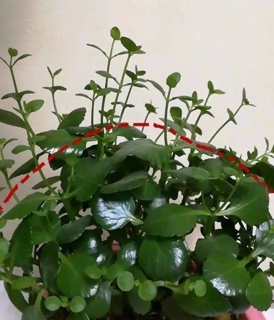  好处|如何给家里的盆栽进行修剪，花草的修剪有什么好处，你知道吗？