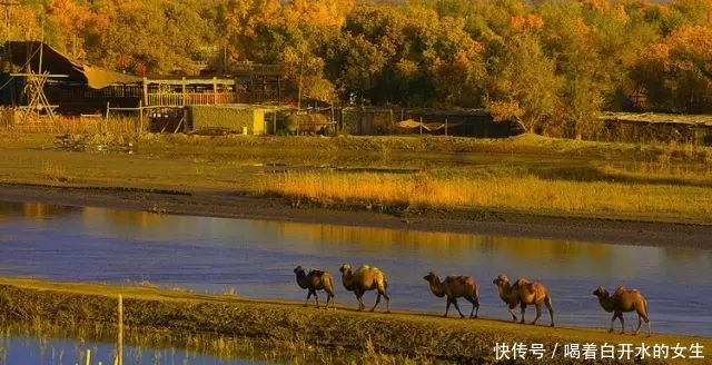 新疆醉美5大胡杨林，简直驶入童话世界，这份攻略请收下！