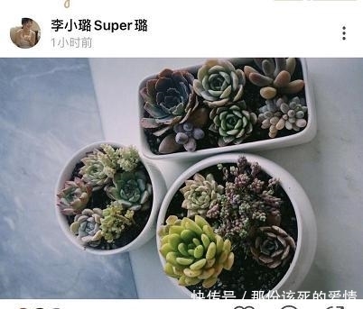 贾乃亮李小璐和照