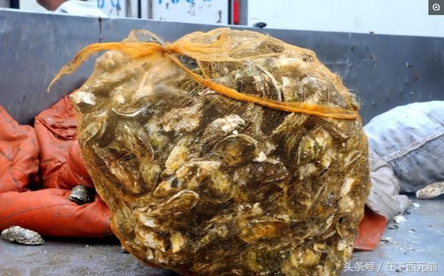 青岛海鲜早市，梭子蟹开始上市，价格逐渐走低，活蟹25元一斤