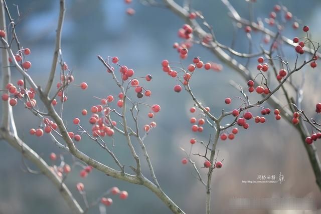  「春天」随笔：那些树果实还没掉都发芽了