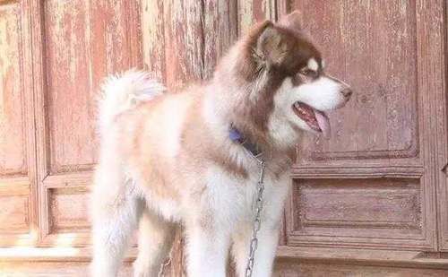 我在丽江!请勿打扰