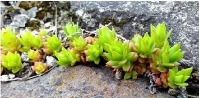 1种“野草”，农村河边常见，挖一点养盆里，比吊兰多肉好看！