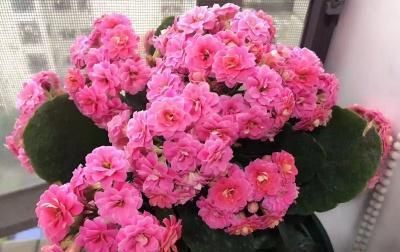  上长■长寿花叶子上长了一些白毛怎么办?