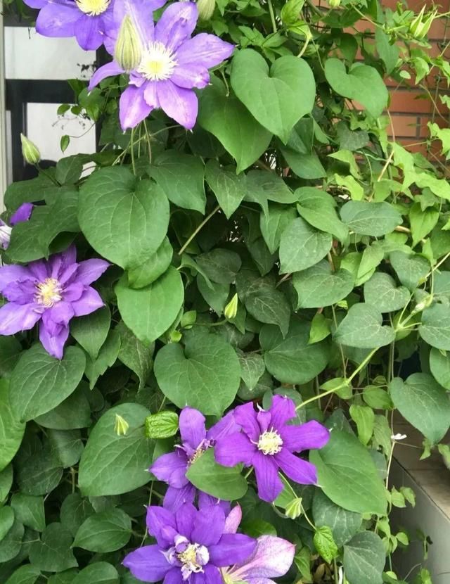  「球老师爱吃薄荷冰淇」封闭阳台养花，防盗窗有大用，1平米也能变花园！