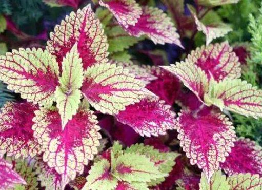  #铃铛#矾根还能开花？养护注意这些点，叶片色彩斑斓，花朵如铃铛，超美