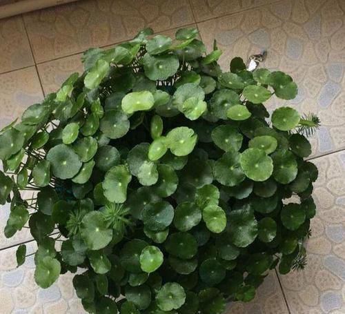  「黄叶」招财的“铜钱草”好养易活，学会这3招，叶色绿油油，不黄叶