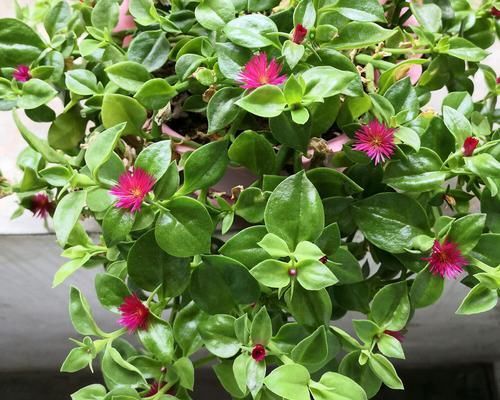  牡丹：美美的牡丹吊兰叶稀分枝少而且不开花？做到6点，叶茂开花快封盆