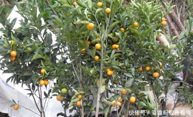 『脆皮金桔』想在阳台种果树,选它小瞧不占地,好养又好吃!
