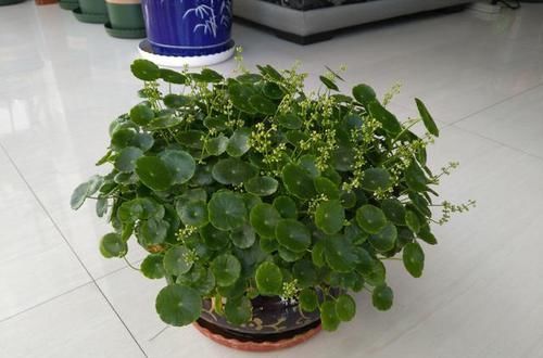  「养护铜钱」铜钱草那么美总是烂根养不活？做到四点管护铜钱草想不爆盆都难