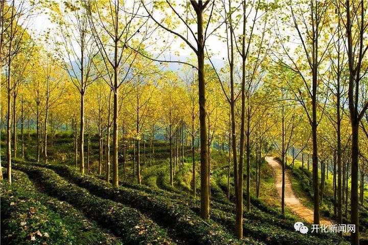 改革开放40年，开化农村发生什么变化？山里农民举了这些例子...