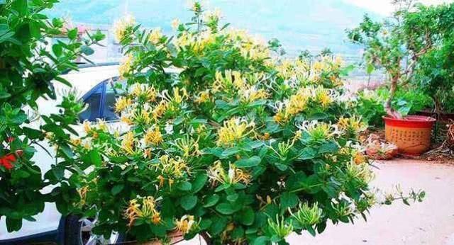  「不用」这5种花不用买，一个枝条放土里，一年长满盆，枝繁叶茂又养眼