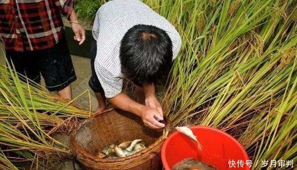  喂养■曾被吹鼓为养鱼新产业，农民盲目跟风喂养，结果亏本亏得