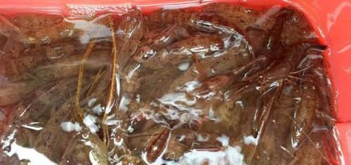  「地虎」此鱼名叫“爬地虎”头大鱼小，常趴在水底，肚子里没有多少东西