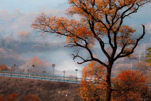 不用去婺源,湖北也有神仙秋景可赏,自驾2小时直达!