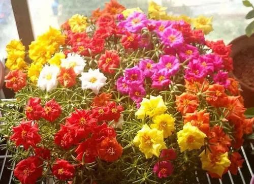  枝条|1种花,掐根枝条丢土里,7天生根长新芽,一年开花300天