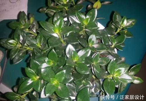  「技巧」它比金边吊兰漂亮，1个修剪小技巧，长势快，开花不断，花繁叶茂