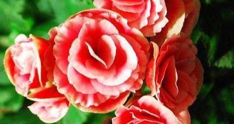  『温馨』5款花几乎全年开花，好养不娇贵，花开四季，放在阳台浪漫又温馨