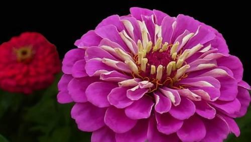 『次次』百日菊开花少？记住“3个”要领，次次开花“爆盆”，一开就100天