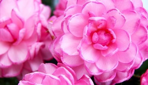  『开爆』3种花是开花机器，家里养一盆，轻松养出小花园，繁花似锦开爆盆