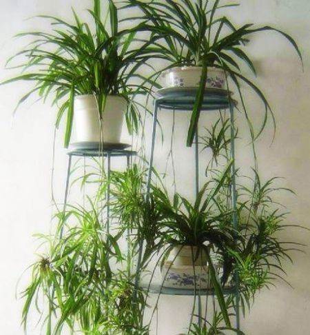  【养花】3种花，春天别晒太阳，不然黄叶又烂根，快看看你家有没有？