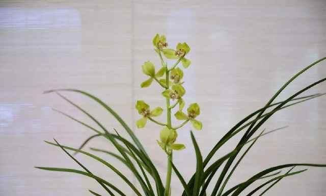  养护蕙兰■啥蕙兰香气最有特色？咋养护可以让蕙兰更香？