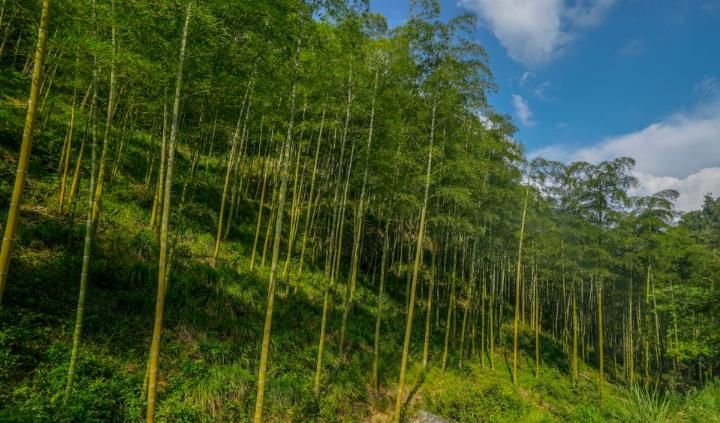 皖、浙两省交界处，有一个大裂谷处处断崖绝壁，藏有四“大”特色