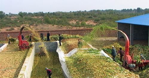  养牛■“猪价跌，鸡蛋贱”，想搞养殖，养牛怎么样