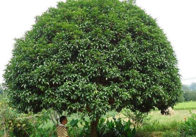 「银杏树」门前太空旷?种这“5种树”,枝繁叶茂有生气,年年开花又结果
