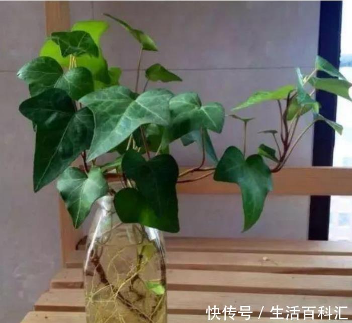 「铜钱草」“4种花”放水里,就能蹭蹭长,不用担心黄叶烂根,漂亮长得旺!