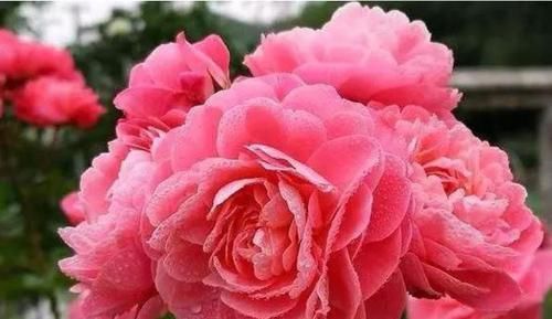  「适合」3种花适合新手养，迷人的花朵，开满整个花盆，快养起来吧