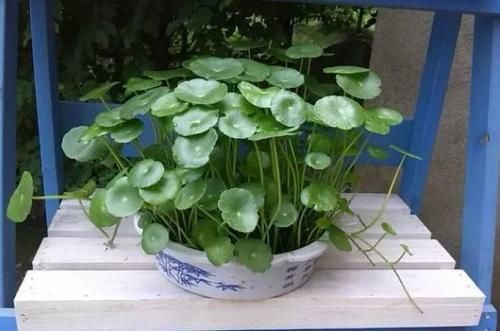  [感觉]乡间趣事！养花没有大阳台？无碍，这4种花草任你挑选，小巧玲珑，可爱至极