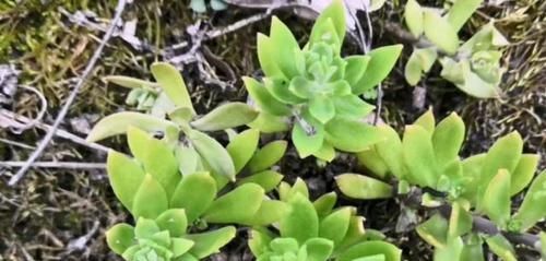 『辣椒』农村一种可以吃的多肉植物,长得像狗牙,焯水后拌糟辣椒真好吃!