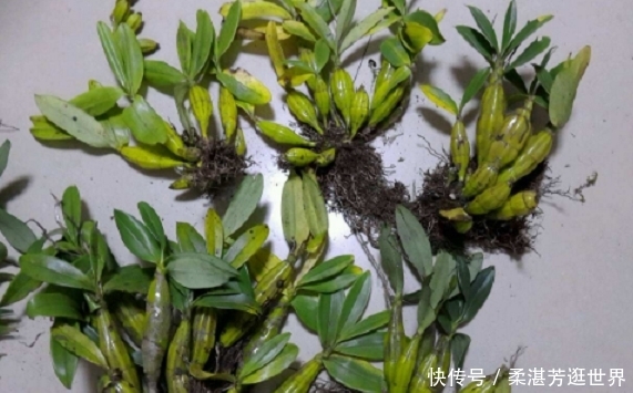  石斛|这野草名叫石斛，生长在石缝上，过去农民不重视，如今一株