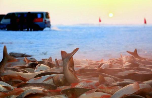 头鱼卖出百万天价，游客提前数月定酒店，查干湖的魅力到底在哪？