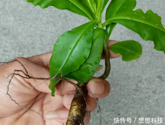 农村的土人参，曾是房屋边的杂草，嫩叶是上好野菜，根部价值更高