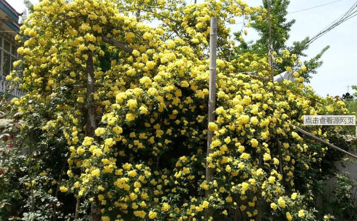 『小花』想种爬藤花?这种黄色小花太漂亮了!明晃晃得像一片花园
