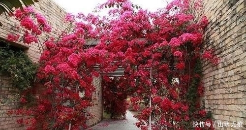 适合|若是有个院子,定要养上此4种花,养成花海,一进院就迷住