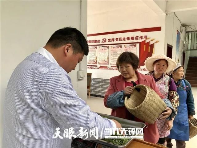 『正安县』正安县大堡村:荒山变茶山 长出“致富芽”