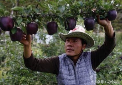 别再种玉米了，此果树插土即活，一年能结3000斤，一年挣65万