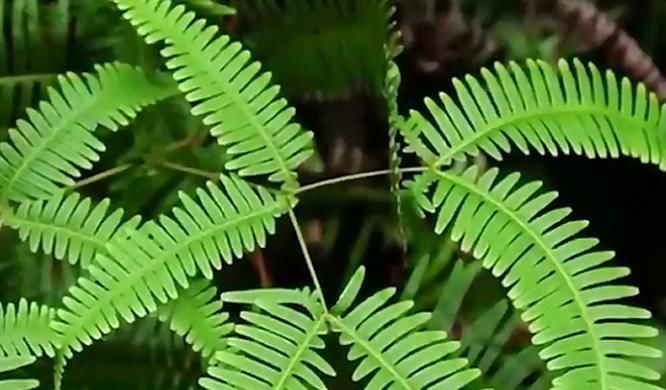 这种叶子下面藏着“珍珠”的草，在农村随处可见，却药用价值极高