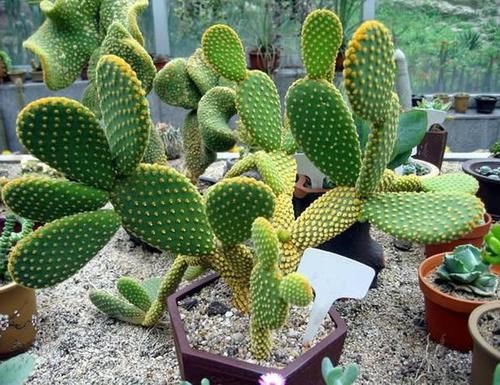  『干瘪』养仙人掌做好几点，不干瘪不瘦弱，叶片肥厚，蹭蹭长成大高个！
