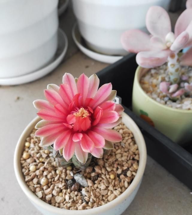  【超长】最会开花的仙人球，号称“开花机器”，花期超长又好“养活”！